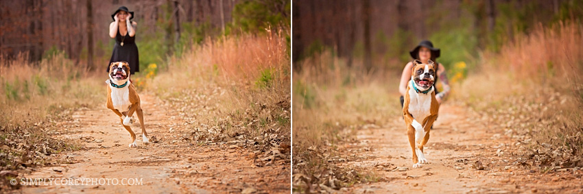 Boxer by Atlanta pet photographer