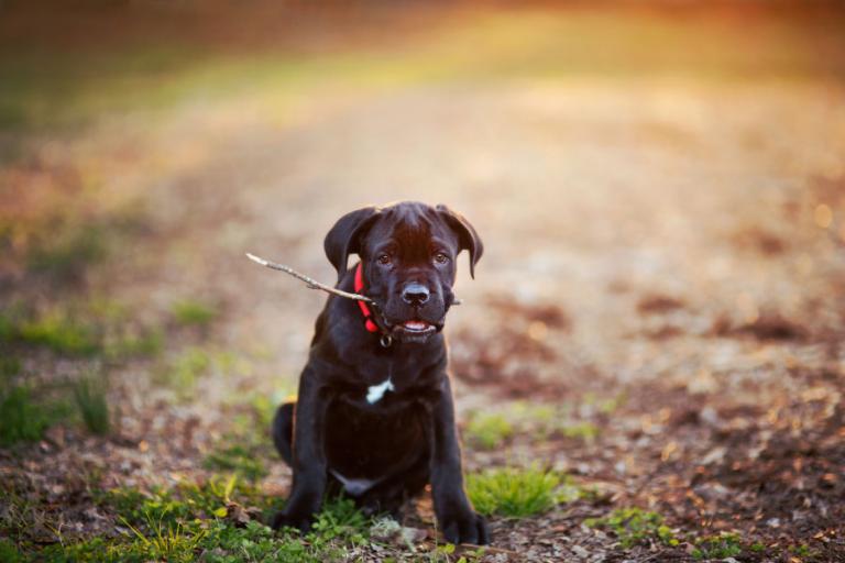 Atlanta pet photographer, Cane Corso Mastiff puppy