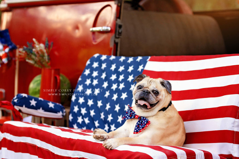 Atlanta pet photographer, 4th of July mini sessions outside with pug dog