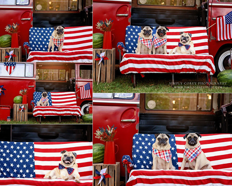 Carrollton pet photographer in Georgia, 4th of July mini session outside with pugs and VW bus